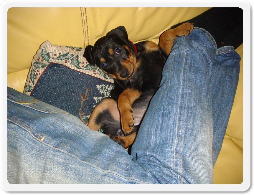 2puppiesweek7 017